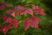 Maple Leaves In The Woods